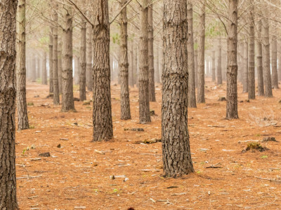 Agentes Verdes: Bosque seco: Reforestación de espacios con flora nativa y subproductos a base del árbol de Palo Santo