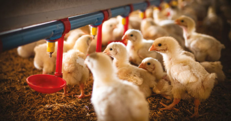 Avicultura: Producción ecológica de gallinas